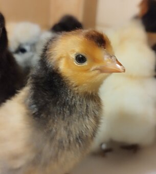 Nasadove vajíčka Appenzelský chocholač - 2