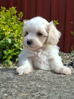 Maltipoo - 2