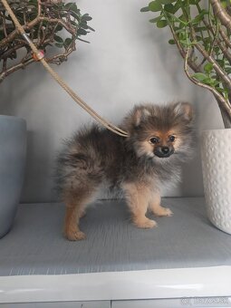 Pomeranian.. - 2