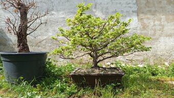 bonsai,bonsaj-hrab 34 - 2