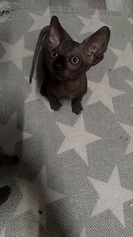 Kanadský sphynx - 2