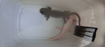 Axolotl Mexický - 2