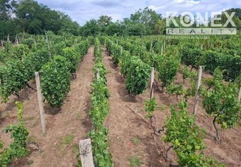 ID-4650 NA PREDAJ Vinohrad - STREDA NAD BODROGOM - 2