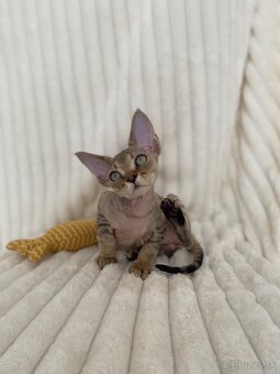 Devon rex - 2