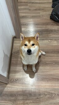 Shiba Inu - 2