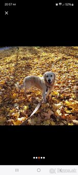 Zlatý Retriever --- Príjmeme rezervácie - 2