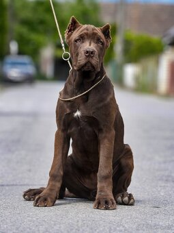 Bandog sučka - 2