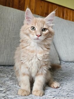 Maine coon, mainská mývalia mačka - 2