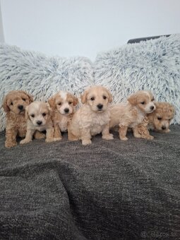 Maltipoo - 2