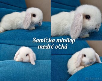 Minilop , zakrsly kralik, zajko , levik - 2