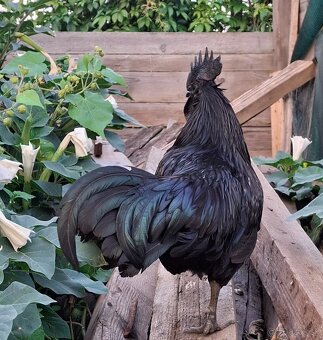 Ayam cemani - 2