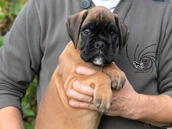 Nemecký boxer- psík s PP - 2