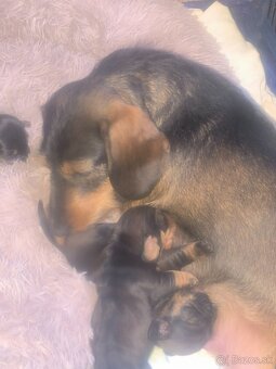 Jazvečík Hrubosrsty - 2