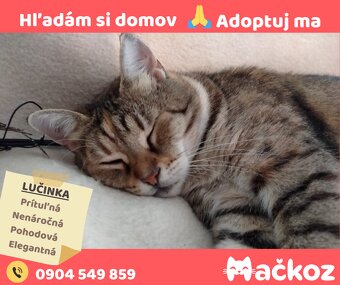 Darujem mačičku / darujem mačku - 2
