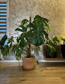 Monstera Deliciosa - 2