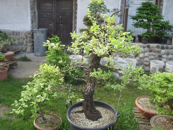 bonsai,bonsaj-DUB 1 - 2
