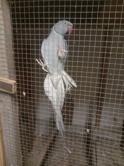 Predám - 2
