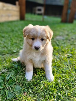 Ee-red Border Collie s PP - 2