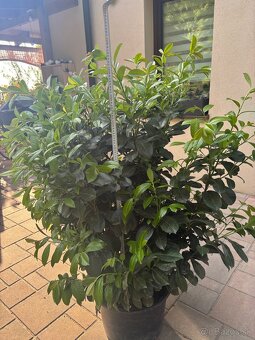 Prunus - živý plot - 2