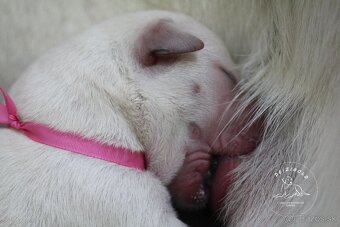 Labrador retriever  s rodokmeňom pôvodu - 2