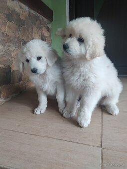 Slovenský čuvač - 2