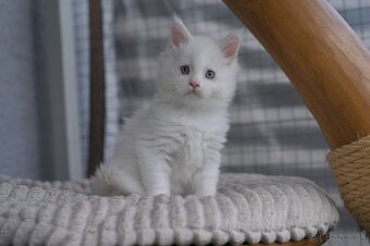 Mainská mývalia - maine coon - MCO - modrooká mačička TES - 2