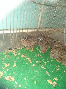 Predám prepelice činske - 2