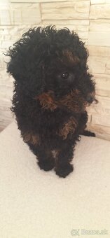 Pudel Trpasličí - 2