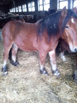 Predám 7 ťažnych zrebcov - 2