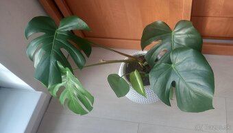 Monstera - 2