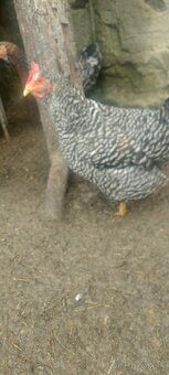 Svedska kvetina,Amrox,Australorpka - 2