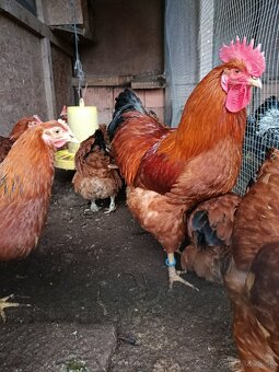 Násadové vajcia - 2