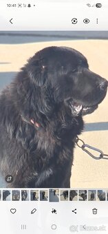 Stredoazijsky ovčiak - 2