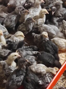 Kuričky DOMINNAT - 2