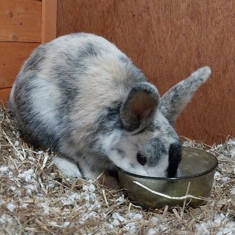 Predám zakrslého králika - 2