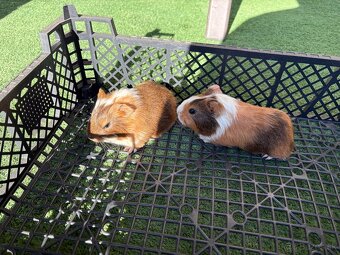 Morske prasiatka - 2