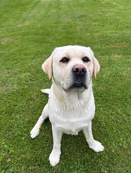 Labrador s PP na krytie - 2