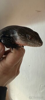 Tiliqua gigas evanescens -tilikva scink - 2