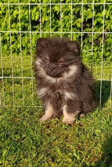 Pomeranian pomerian - 2