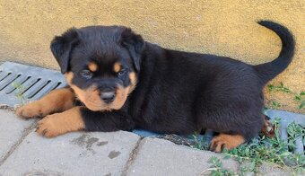 Šteniatka Rottweilera, Rottweiler, Rotvajler,Rottweiler s PP - 2