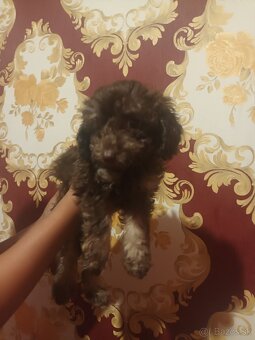 Pudel coki end tan - 2