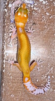 Gekončík nočný - eublepharis macularius - 2