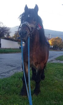 Predám prípadne vymenim Ťažného žrebca - 2