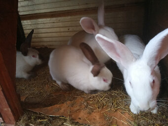 Predám králiky Hyla. - 2