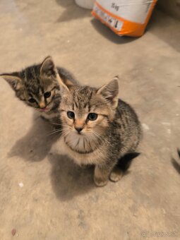 HĽADÁME SI DOMOV U LÁSKAVÉHO ČLOVIEČIKA - 2