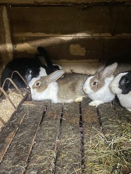 Šarišský obrovitý - 2