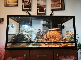 Predám terárium a párik agám bradatých. - 2