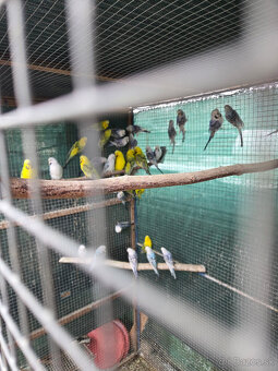 Andulky T C B Texas - 2