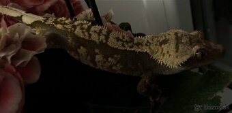 Correlophus ciliatus - 2