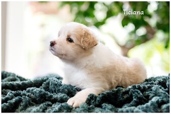 Border Collie Border Kolia s PP FCI barva ee red - 2